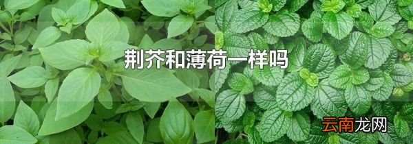 荆芥和薄荷一样吗