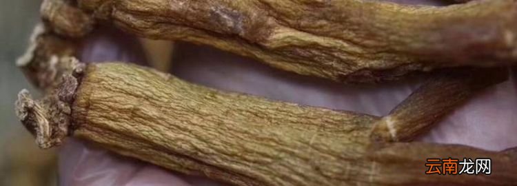 边条参又叫什么参，高丽参和石柱参的区别