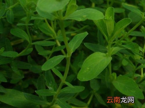 地耳草的治病疗方 大家了解多少