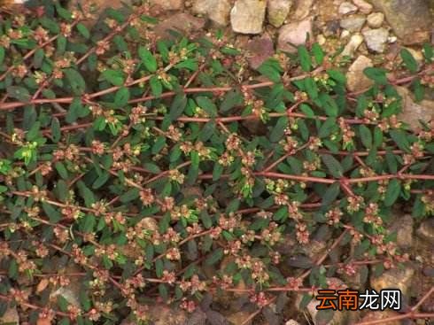 介绍一些地锦草的治病疗方