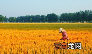 稻子什么季节成熟 稻子什么季节成熟是立秋还是秋分