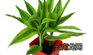 盆栽的富贵竹如何修剪 盆栽的富贵竹修剪方法介绍