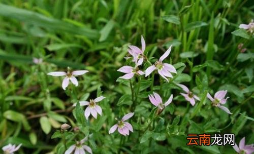 半边莲可以和哪些药材搭配服用