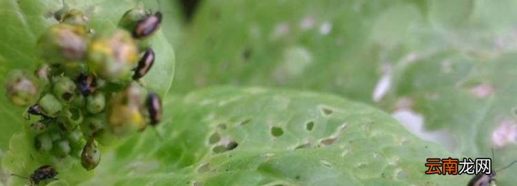 虫螨腈主要杀什么虫,甲维虫螨腈能杀什么虫虱螨脲