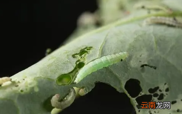 虫螨腈主要杀什么虫,甲维虫螨腈能杀什么虫虱螨脲