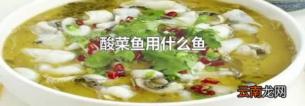 酸菜鱼用什么鱼