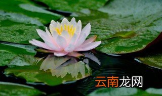 莲蓬生长的季节 莲蓬是什么季节成熟