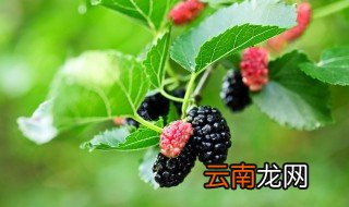 桑葚什么季节成熟? 桑葚什么季节成熟