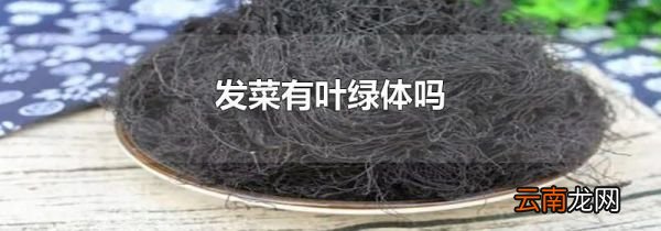 发菜有叶绿体吗