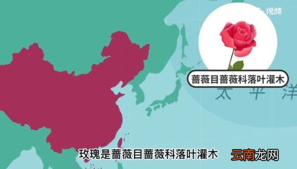 玫瑰的意思 玫瑰的意思是什么