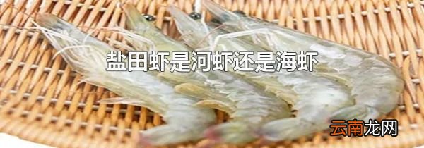 盐田虾是河虾还是海虾