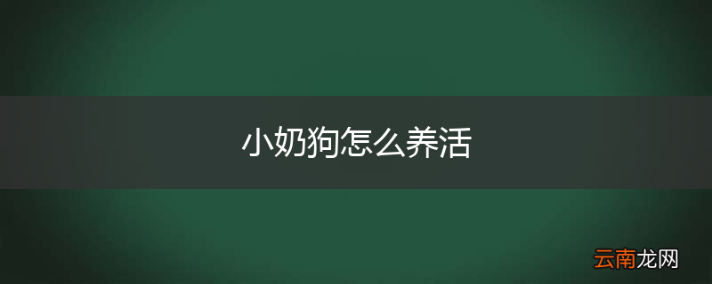 小奶狗怎么养活