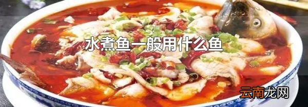 水煮鱼一般用什么鱼