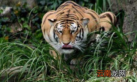 为什么非洲没有老虎
