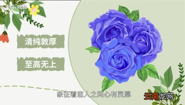 蓝色妖姬代表什么含义 送蓝色妖姬花代表什么含义