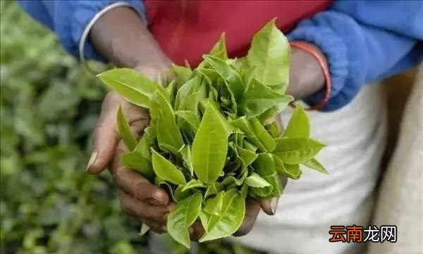 斯里兰卡自由行景点,斯里兰卡狮子岩附近的景点