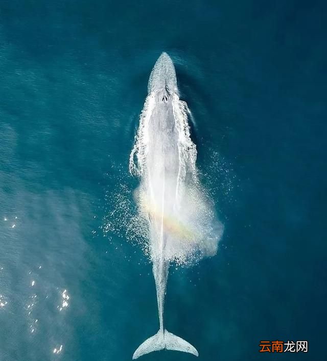 斯里兰卡自由行景点,斯里兰卡狮子岩附近的景点