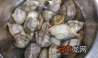 花蛤吐沙最快的方法是什么 花蛤吐沙的四种方法