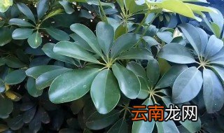 元宝树放哪里最旺财，元宝树最好摆放在什么位置