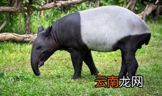 莫是什么动物 莫指的是什么呢