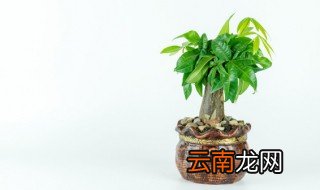 办公室发财树放哪里最旺财 办公室招财树放哪里最旺财