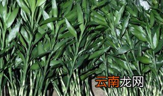 竹子放哪里最旺财，转运竹放哪里最旺财