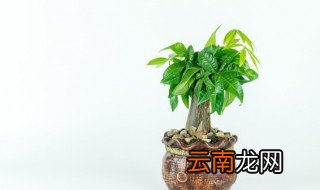 发财树放客厅什么位置旺财 发财树放哪里最旺财饭店