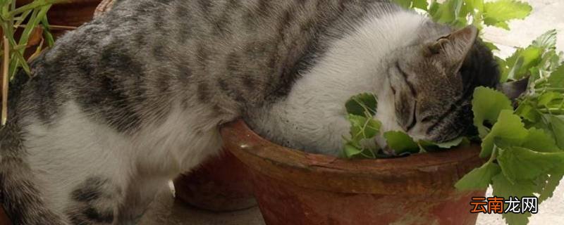 猫薄荷球舔完扔掉吗