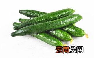 黄瓜出胶了还能吃吗,新买的黄瓜放一天后,黄瓜上出现白色胶状物还能吃吗