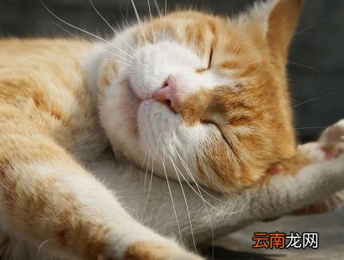 梦见打猫是什么预兆,梦到自己跟猫打架，给猫咬，好还是不好