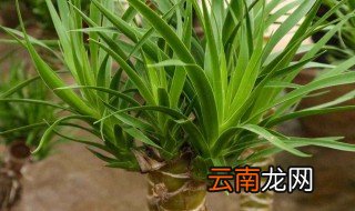 龙血树放店里哪里最旺财 四口之家龙血树放哪里最旺财