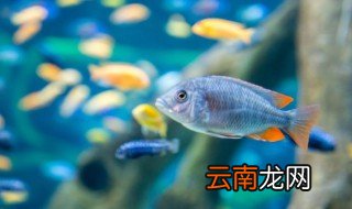 金鱼客厅摆放 金鱼放客厅哪里最旺财