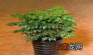 幸福树放哪里最旺财 幸福树放在哪里最旺财