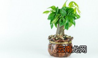 发财树摆放在店铺哪里最旺 发财树放店铺哪里最旺财
