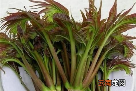 春芽菜的做法怎么做好吃