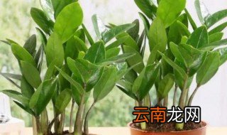 金钱树放客厅哪里最旺财，金钱树摆在家里的哪个位置最旺财