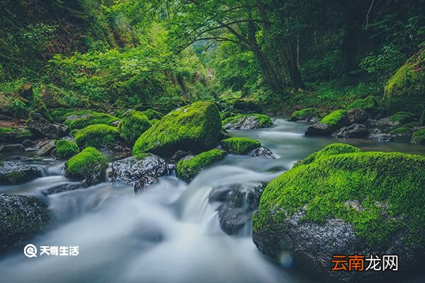 青苔的功效与作用 青苔的功效与作用是什么