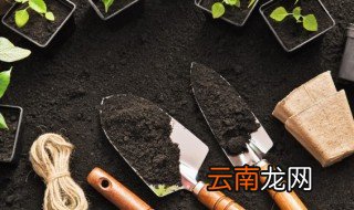 风雨花怎么养殖 拉菲花的养殖方法