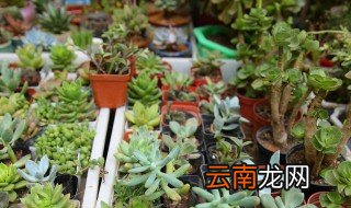 多肉招财树放哪里最旺财,最招财的多肉吸财树