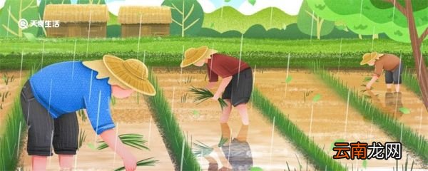 谷雨的民间风俗 谷雨的民间风俗有哪些