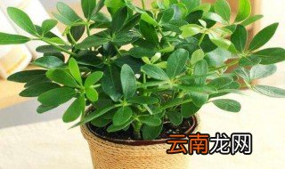 鹅掌柴放哪里最旺财，鹅掌柴的风水摆放