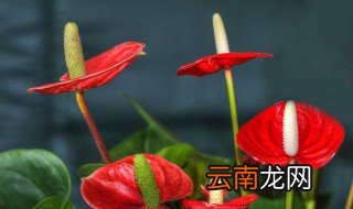 一帆风顺有红色的吗 红色一帆风顺放哪里最旺财