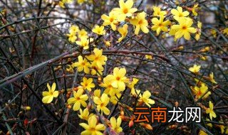 迎春花几月开花月季花几月开? 迎春花几月开