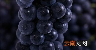 你觉得什么样的葡萄是生态葡萄呢