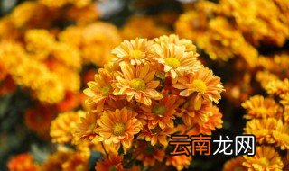 喝菊花酒是什么节日,登高眺远喝菊花酒是什么节日