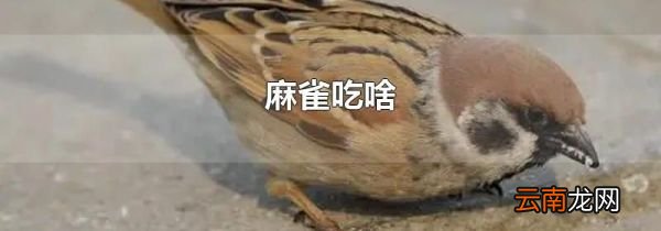 麻雀吃啥