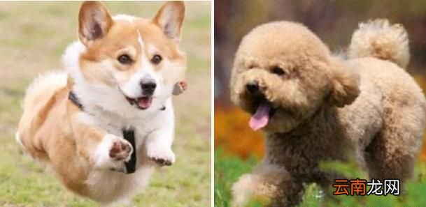 柯基狗好养还是泰迪好养 柯基犬好养还是泰迪好养