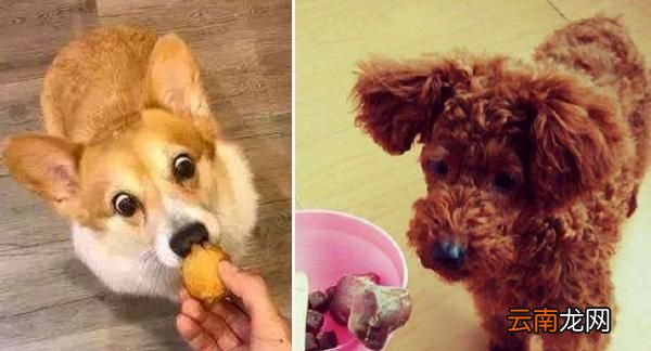 柯基狗好养还是泰迪好养 柯基犬好养还是泰迪好养