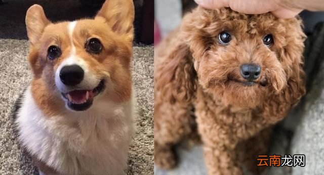 柯基狗好养还是泰迪好养 柯基犬好养还是泰迪好养
