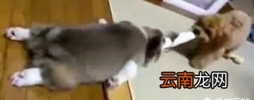 柯基狗好养还是泰迪好养 柯基犬好养还是泰迪好养